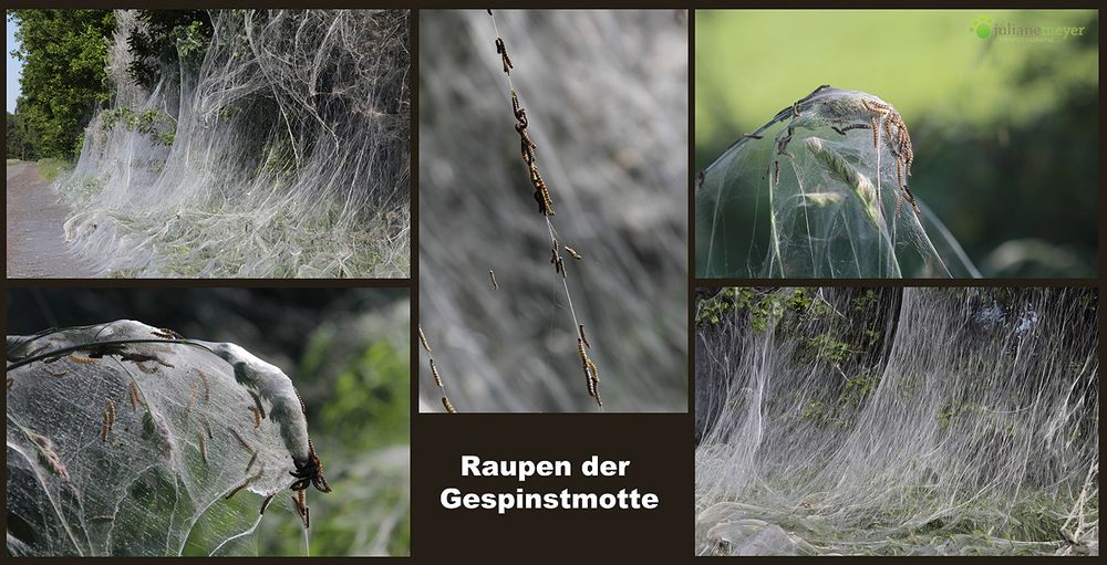 Die Raupen der Gespinstmotte...