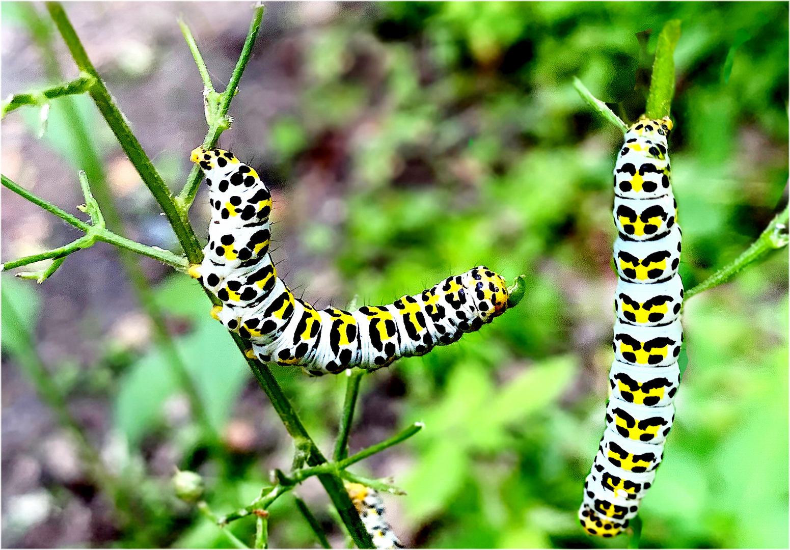 Die Raupen des Braunwurz Mönch ( Cucullia scrophulariae )