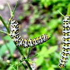 Die Raupen des Braunwurz Mönch ( Cucullia scrophulariae )