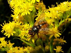 Die Raupenfliege Echinomyia fera (Fam. Tachinidae)