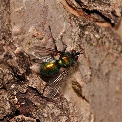 Die Raupenfliege Gymnochera viridis, . . .