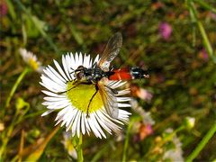 Die Raupenfliege Ocyptera brassicaria (Fam. Tachinidae)