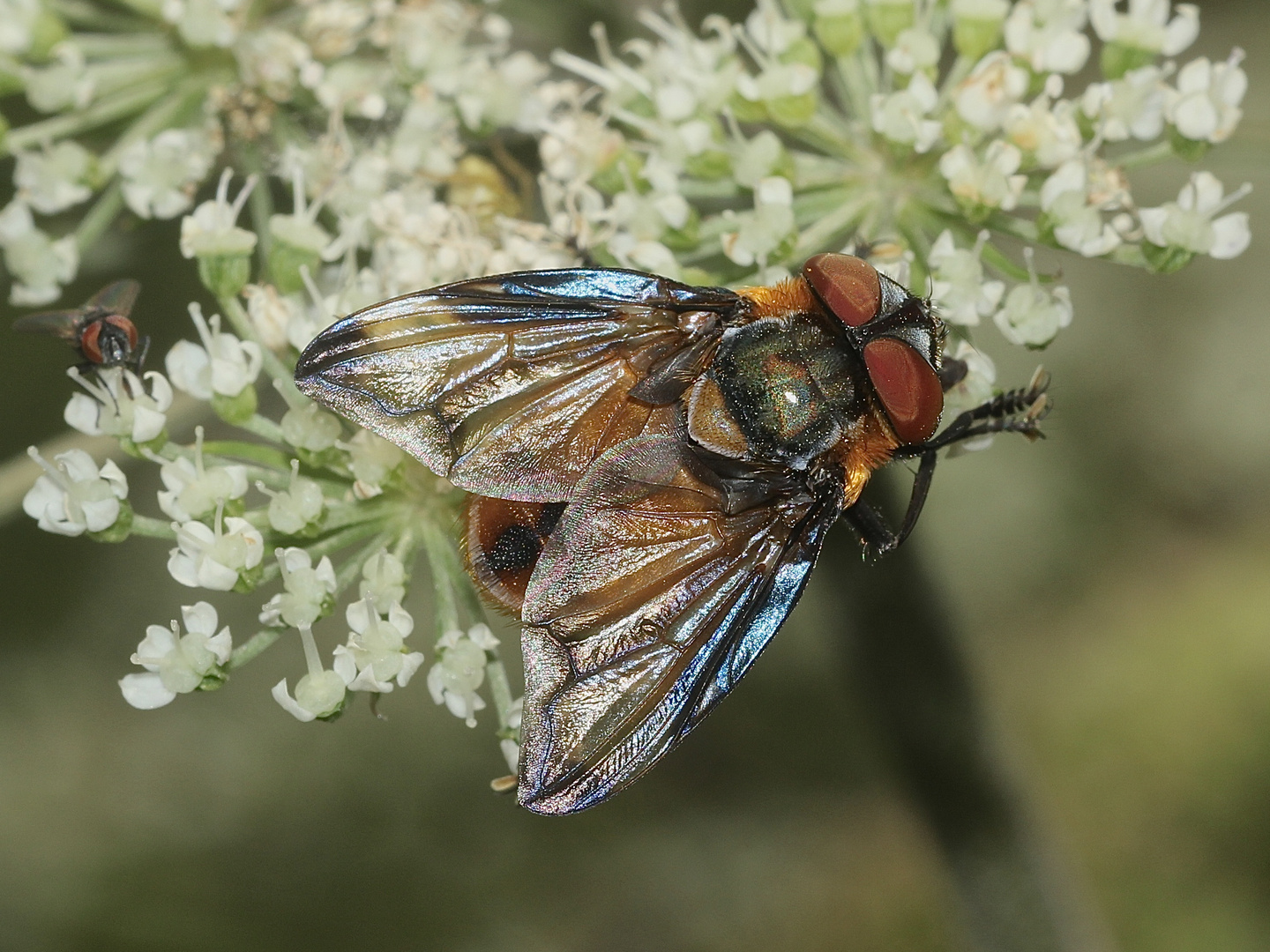 Die Raupenfliege PHASIA HEMIPTERA