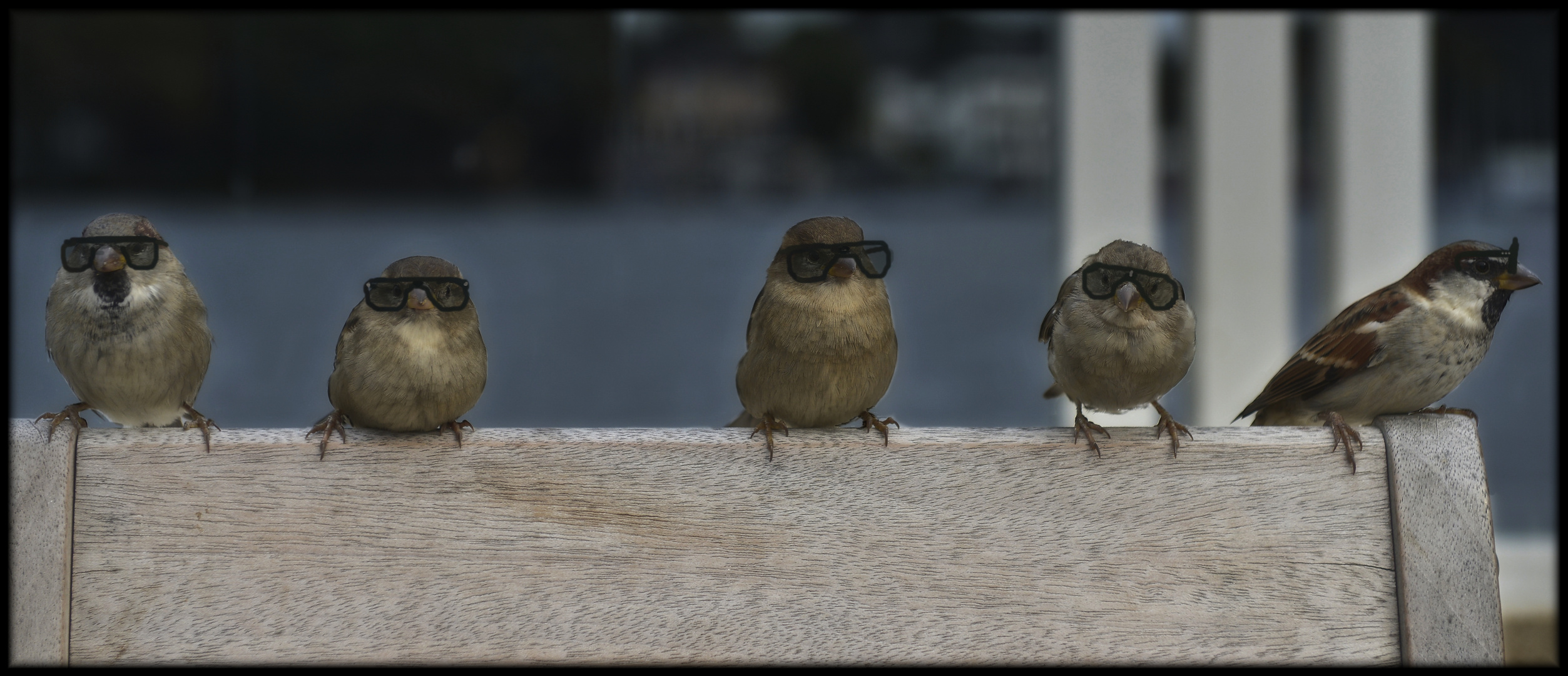 DIE RAY BAN-KRÜMELGANG VON DER ALSTER