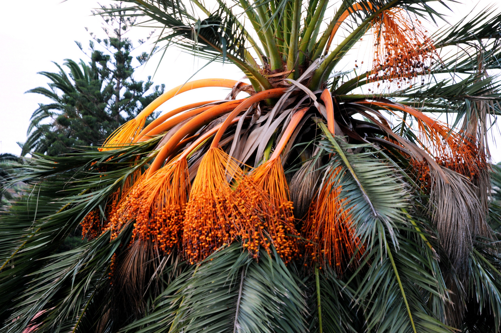 Balkon Palme