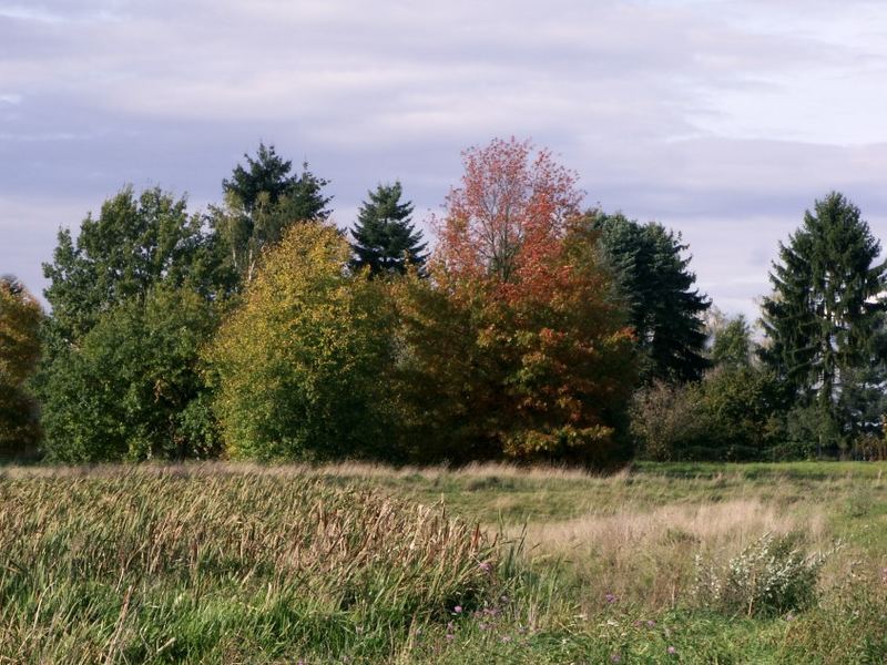 Die "Rechte Wiese" in Langen