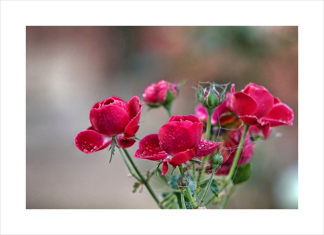 Die Red Flowercirkus Rose