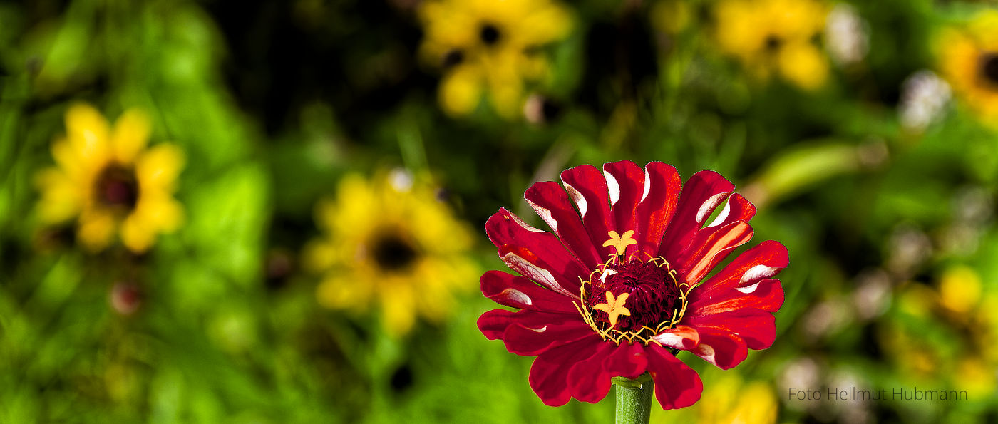 DIE REGEL UND DIE AUSNAHME (Zinnia elegans)