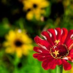 DIE REGEL UND DIE AUSNAHME (Zinnia elegans)