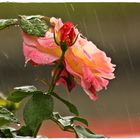 Die Regen Rosen