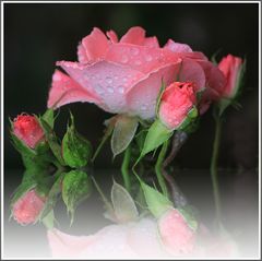 Die Regen Rosen
