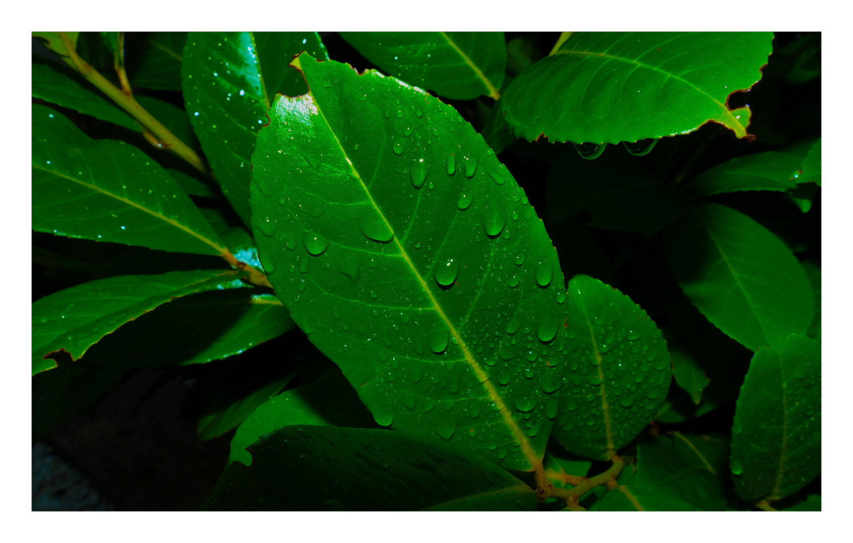 Die Regenblätter