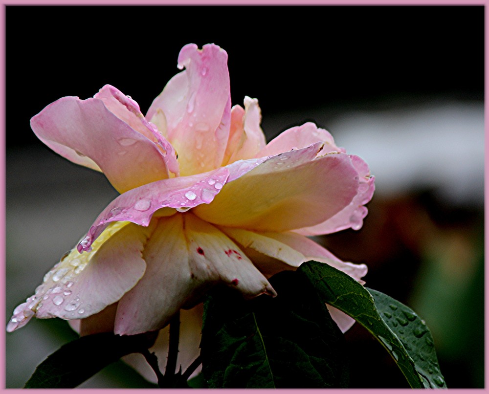 Die regenRose,