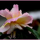 Die regenRose,