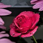 Die Regenrose