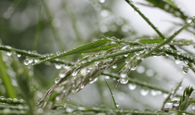 Die Regentropfen küssen die Gräser