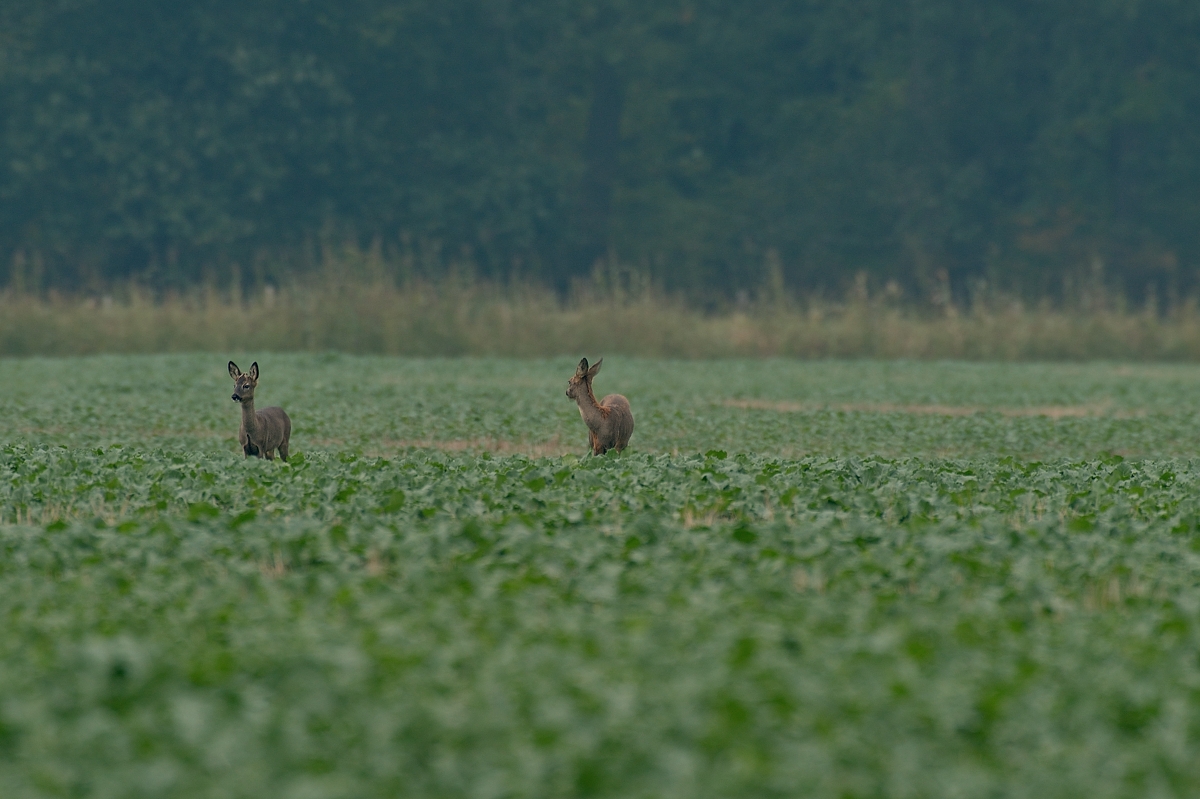 Die Rehe kommen raus.