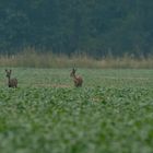 Die Rehe kommen raus.