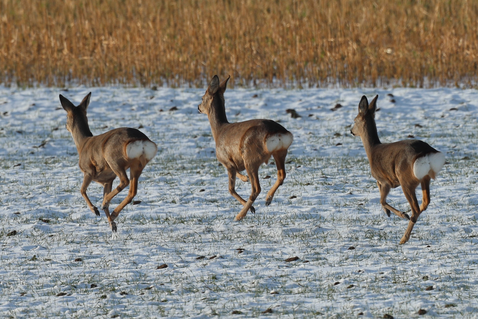 Die Rehe (und weg waren sie)