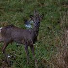 Die Rehe wissen das Schonzeit ist