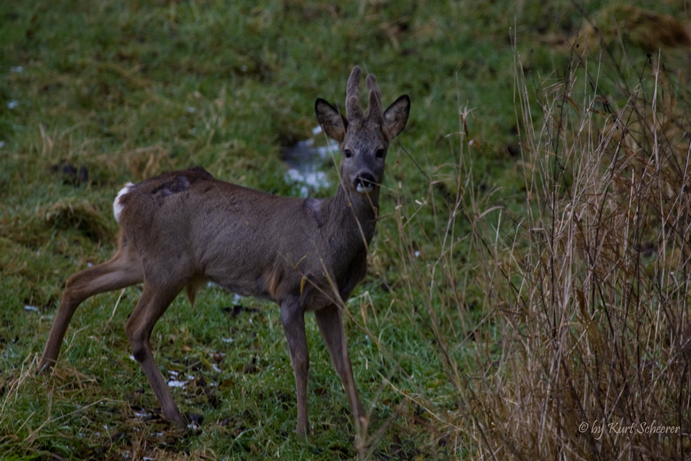 Die Rehe wissen das Schonzeit ist