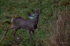 Die Rehe wissen das Schonzeit ist