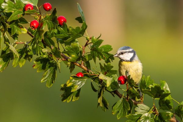 Die reifen Früchte...