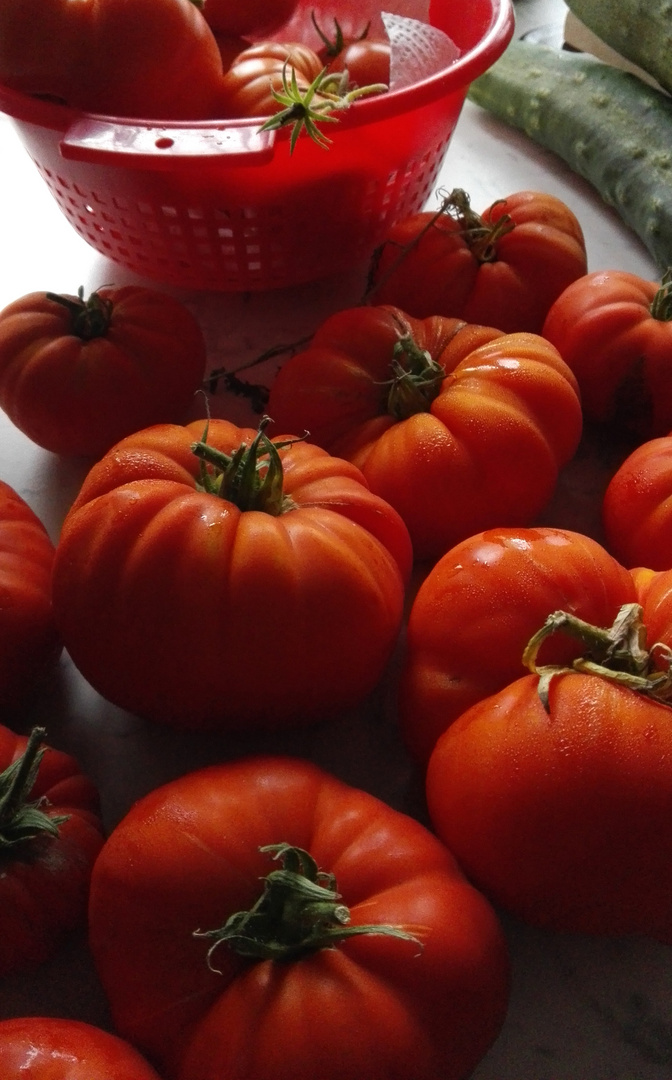 Die reifen Tomaten