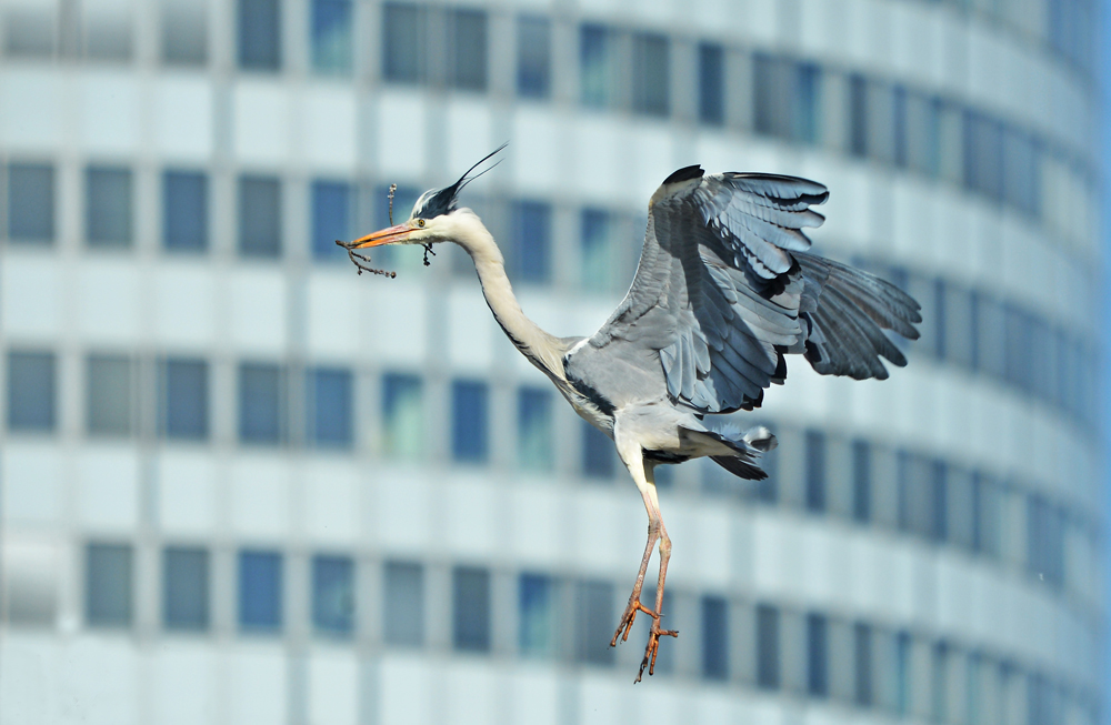 die Reiher sind wieder im Wasserpark