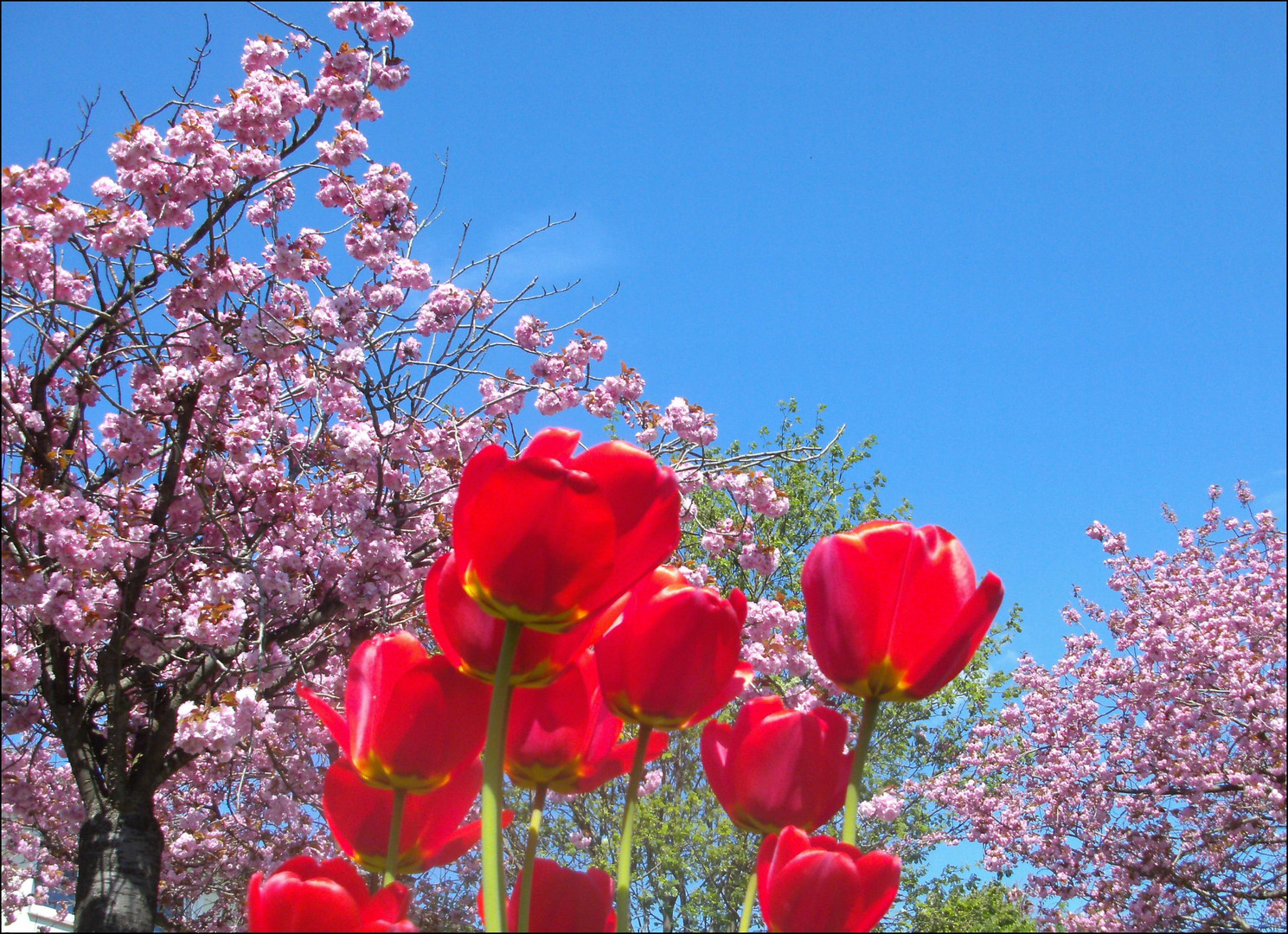 "Die reine Freude - der volle Frühling!": Kirschblüte aus Sicht der Tulpen