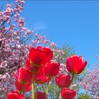 "Die reine Freude - der volle Frühling!": Kirschblüte aus Sicht der Tulpen