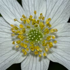 Die Reinheit der Natur - ein Buschwindröschen (Anemone nemorosa)