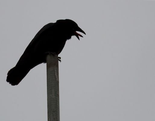  DIE REISE ZUR BALANCE