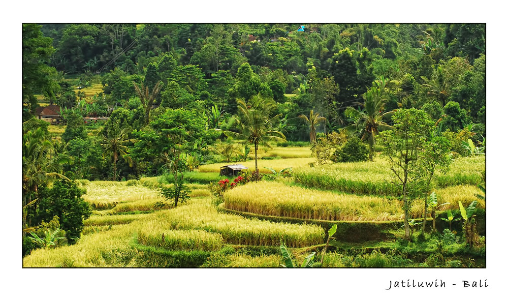 Die Reisterrassen von Jatiluwih, Bali