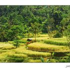 Die Reisterrassen von Jatiluwih, Bali