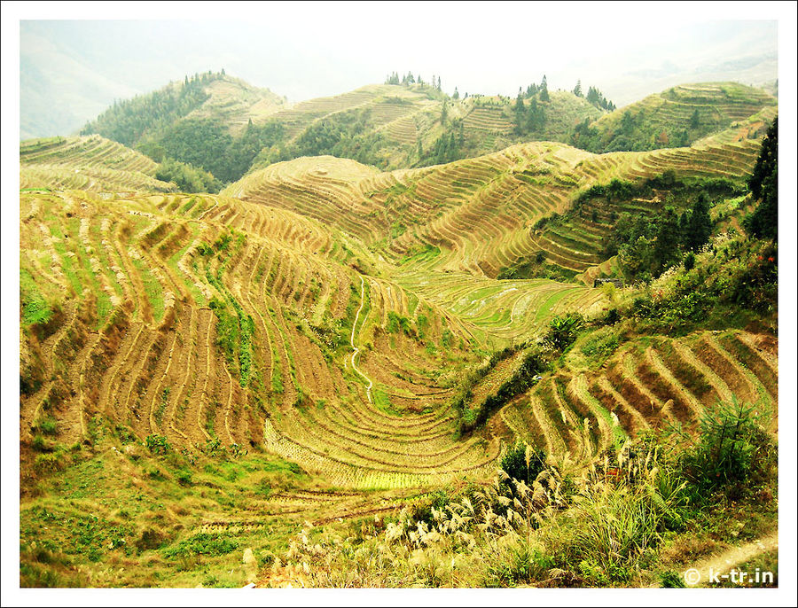 Die Reisterrassen von Longsheng