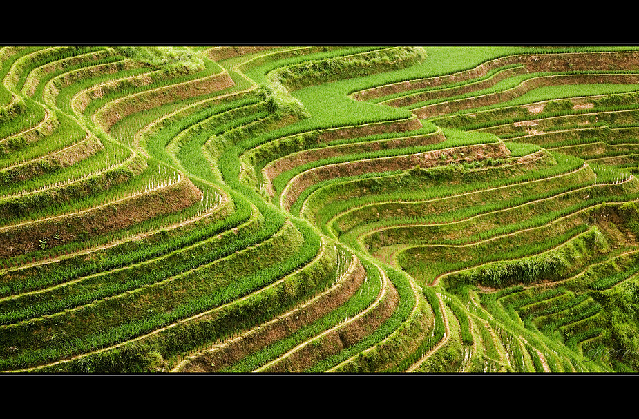 Die Reisterrassen von Longsheng / Rice terraces in  Longsheng