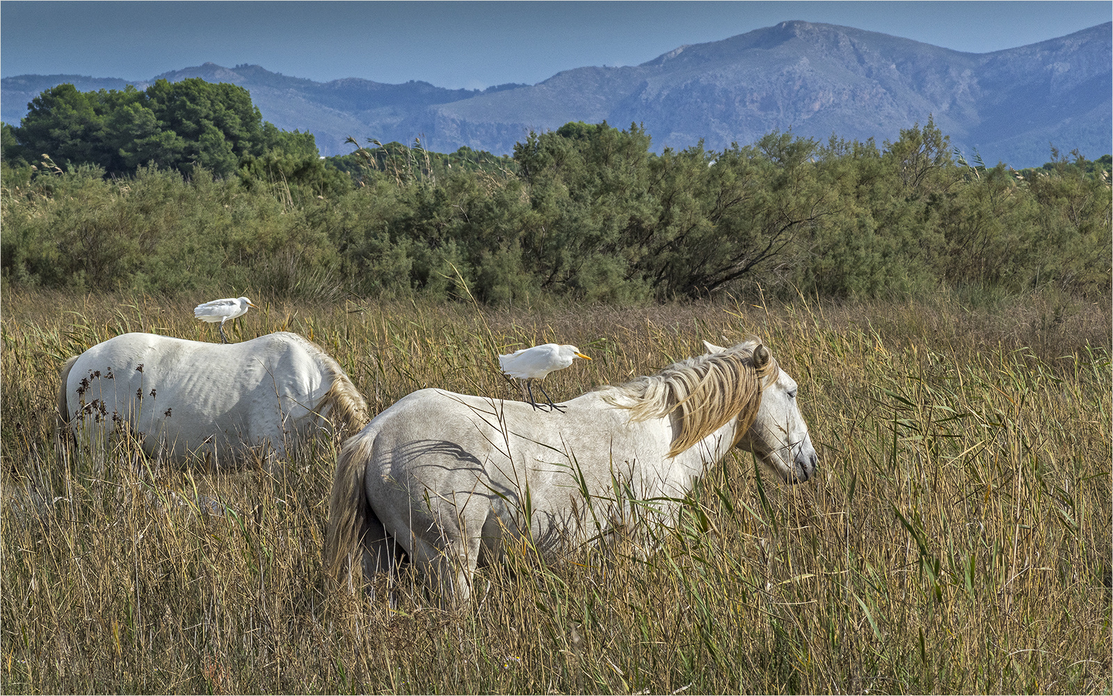 die reitenden reiher von s`albufera