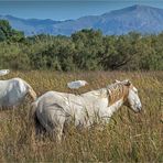 die reitenden reiher von s`albufera