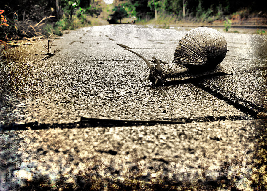 Die renn Schnecke