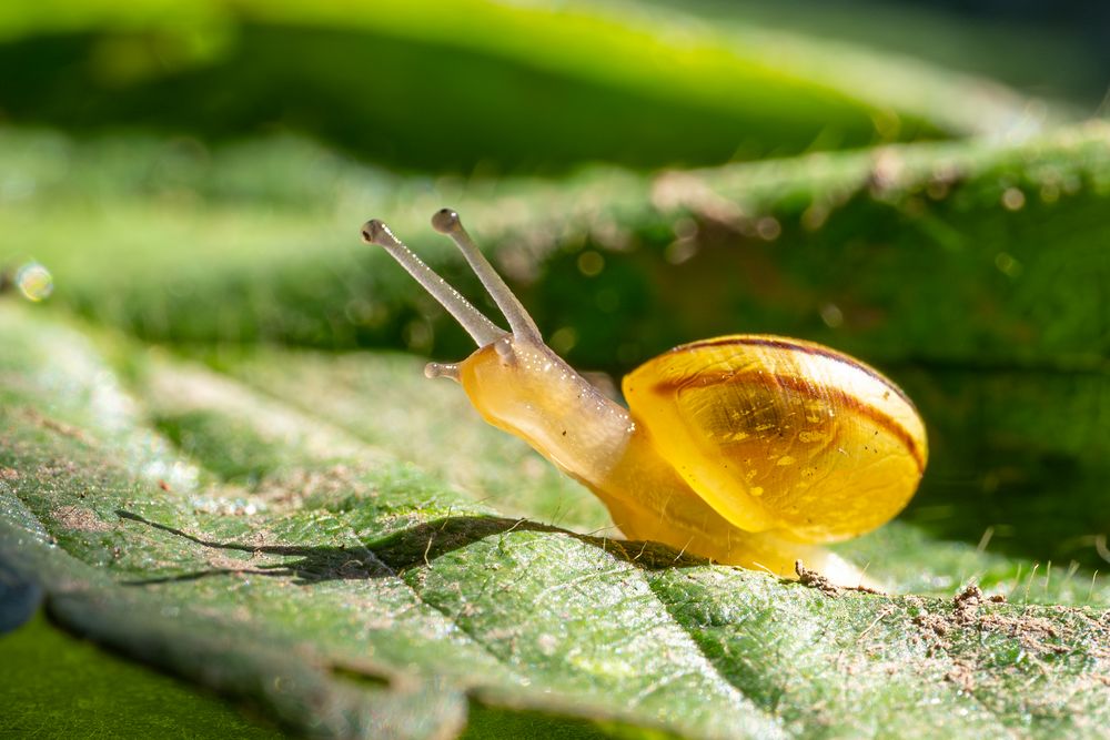 die Rennschnecke 