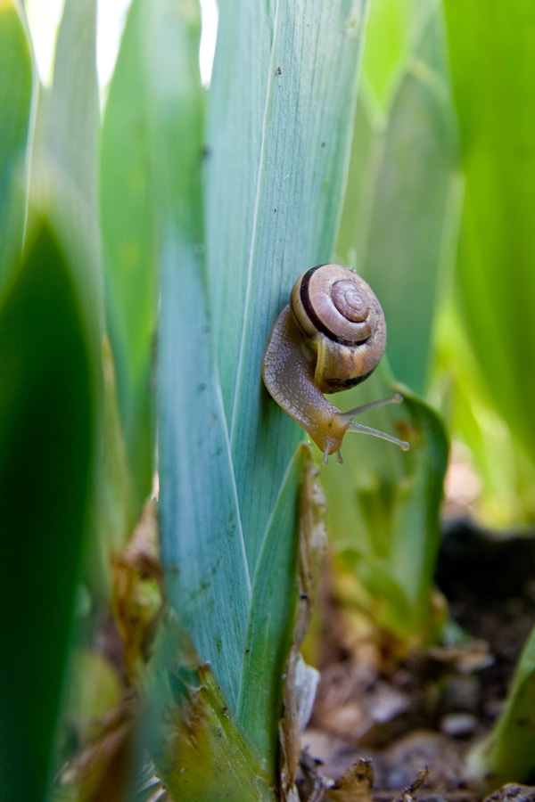 Die Rennschnecke...