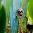 Die Rennschnecke...