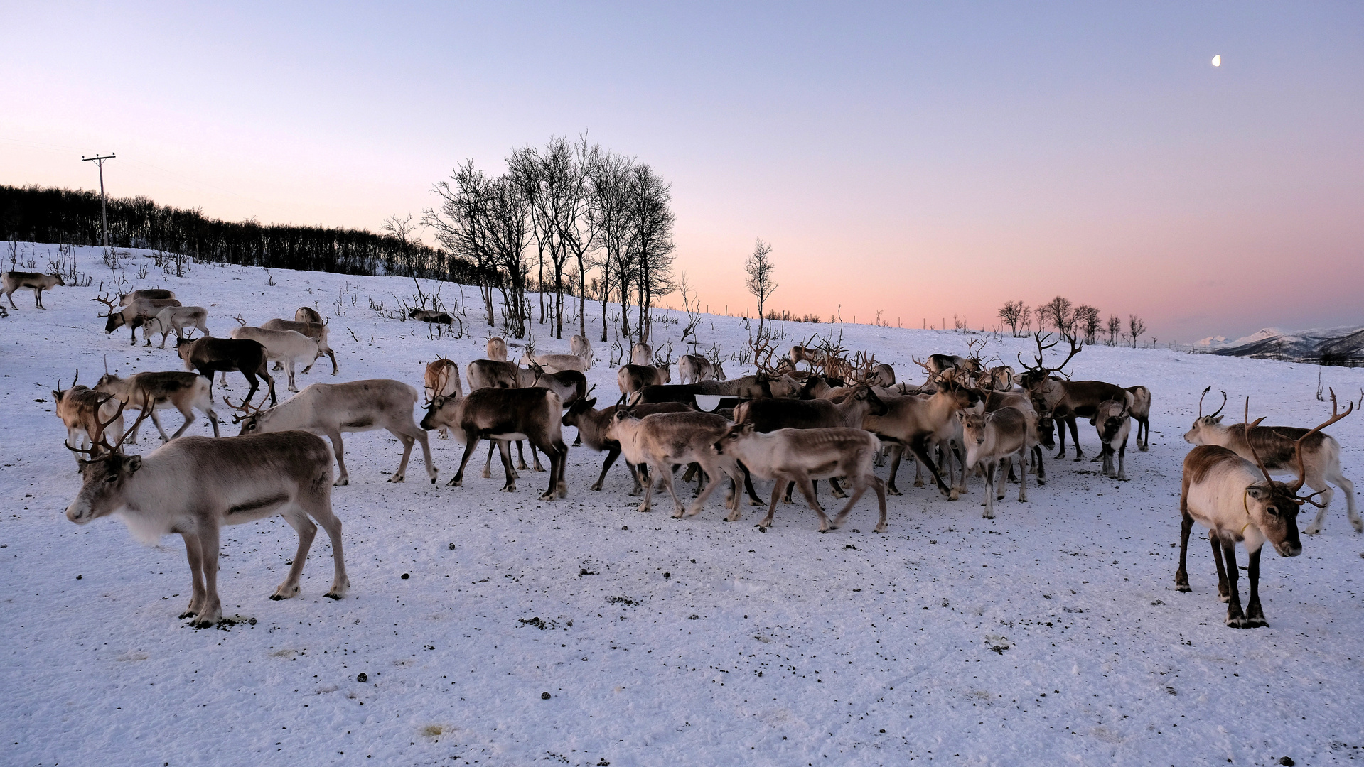 Die Rentiere der norwegischen Sami