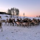 Die Rentiere der norwegischen Sami