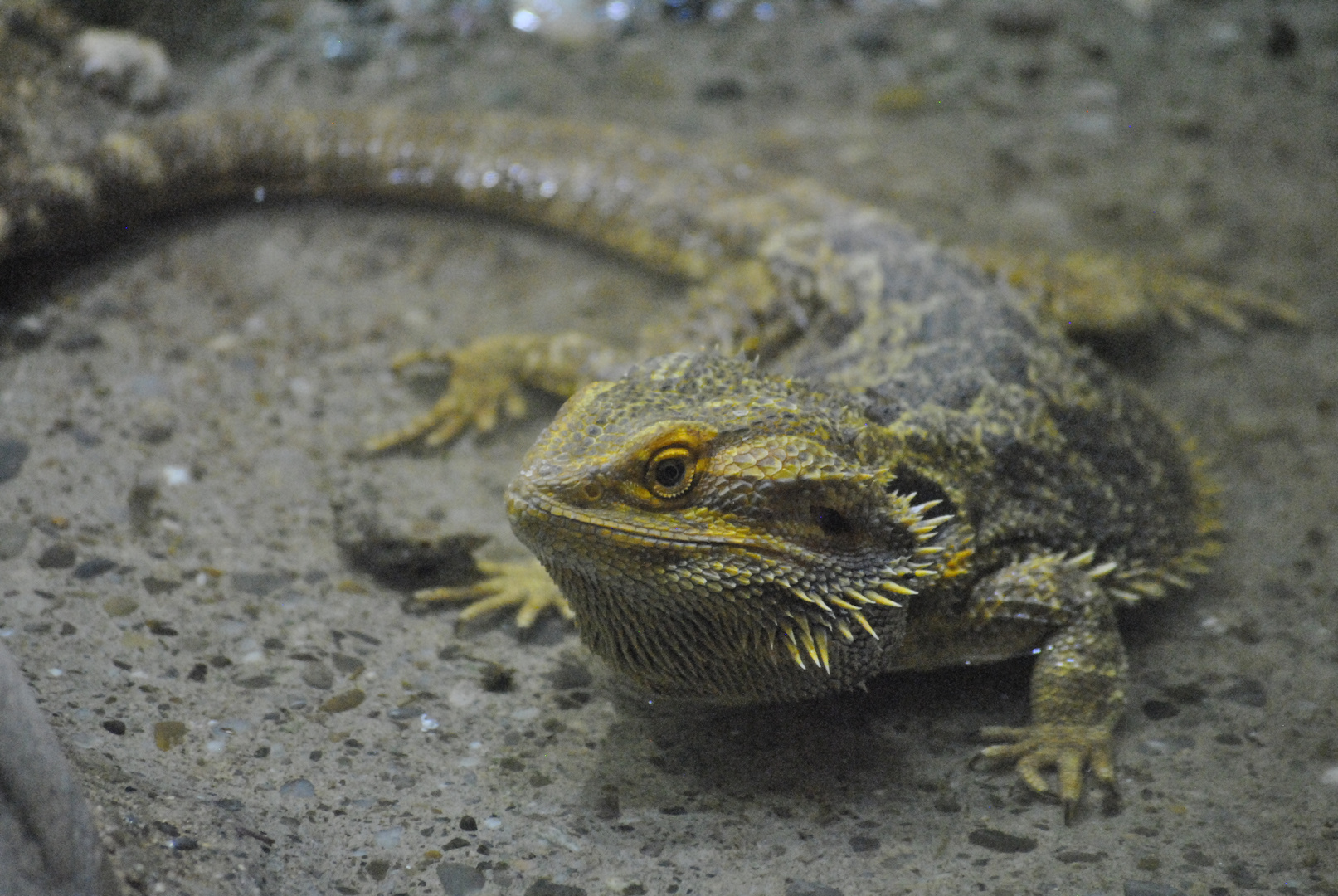 Die Reptil. Foto & Bild tiere, zoo, wildpark & falknerei, amphibien