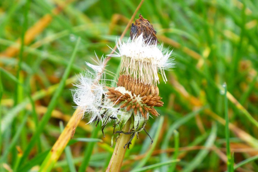 Die Reste Foto & Bild pflanzen, pilze & flechten, blüten