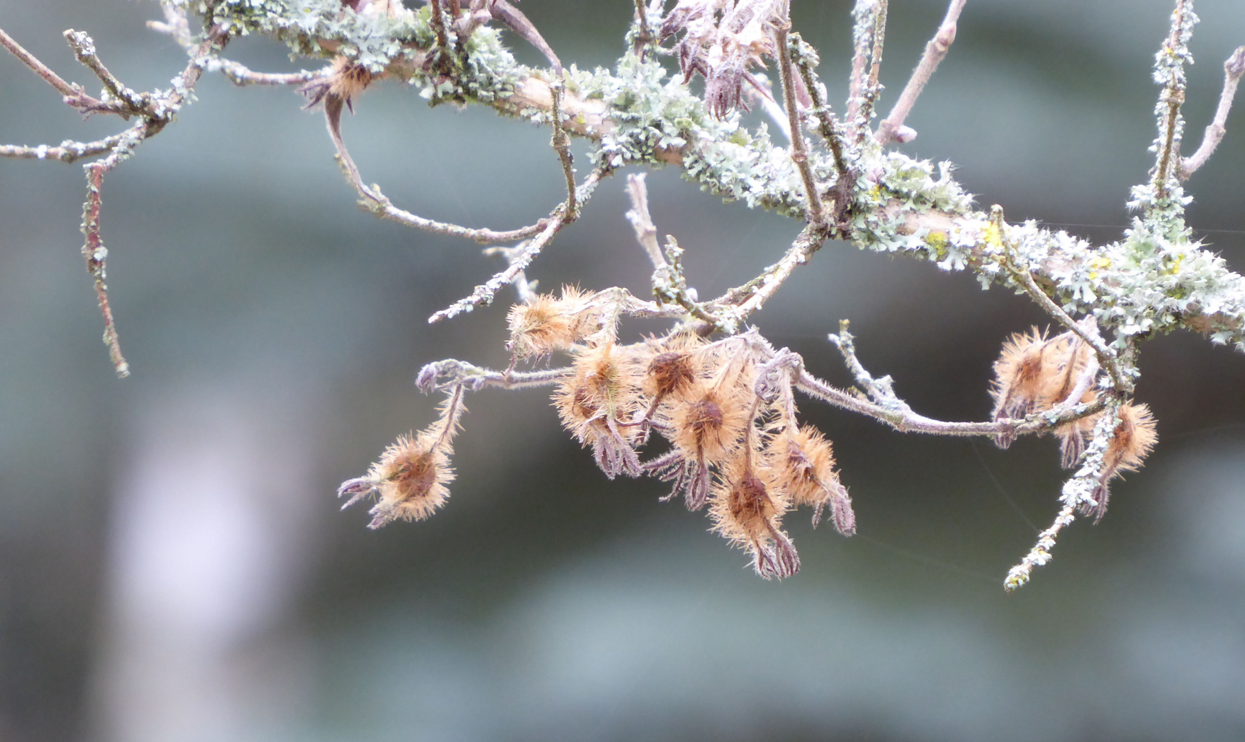 die Reste aus dem Herbst