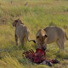 ... die Reste kannst du haben! / Serengeti