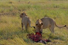 ... die Reste kannst du haben! / Serengeti